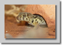 Teratoscincus roborowskii- Wundergecko